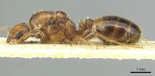 Solenopsis pythia specimen CASENT0913926 image casent0913926_3