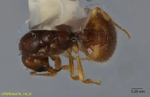 Solenopsis quadridentata specimen UTEPENTO218-01 image utepento218-01_1