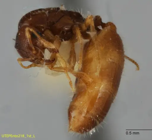 Solenopsis quadridentata specimen UTEPENTO218-01 image utepento218-01_2