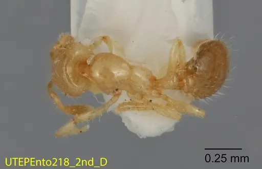 Solenopsis quadridentata specimen UTEPENTO218-02 image utepento218-02_1