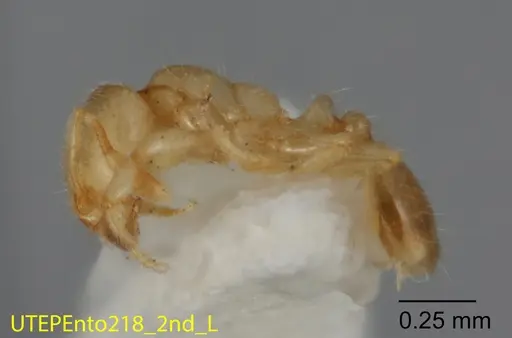 Solenopsis quadridentata specimen UTEPENTO218-02 image utepento218-02_2