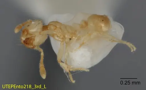Solenopsis quadridentata specimen UTEPENTO218-03 image utepento218-03_1