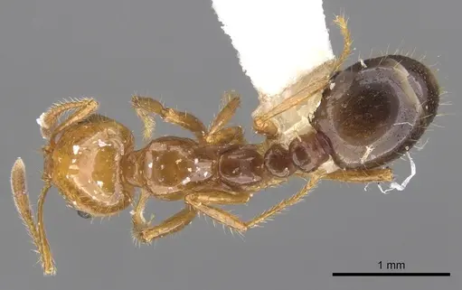 Solenopsis quinquecuspis specimen CASENT0902351 image casent0902351_1