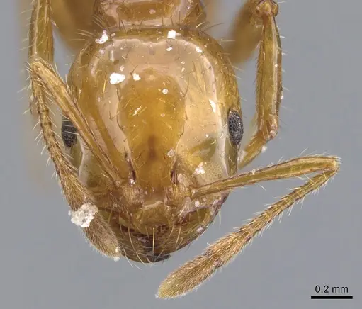 Solenopsis quinquecuspis specimen CASENT0902351 image casent0902351_2