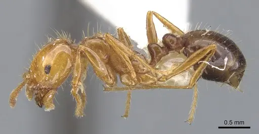 Solenopsis quinquecuspis specimen CASENT0902351 image casent0902351_3