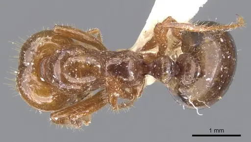 Solenopsis quinquecuspis specimen CASENT0902352 image casent0902352_1
