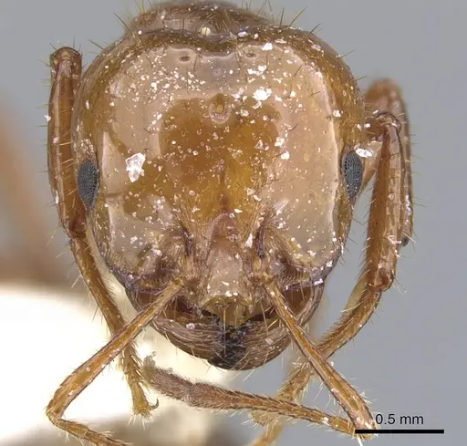 Solenopsis quinquecuspis specimen CASENT0902352 image casent0902352_2