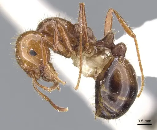 Solenopsis quinquecuspis specimen CASENT0902352 image casent0902352_3