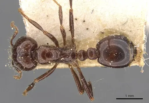 Solenopsis quinquecuspis specimen CASENT0908800 image casent0908800_1