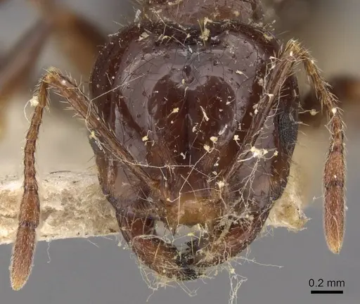 Solenopsis quinquecuspis specimen CASENT0908800 image casent0908800_2