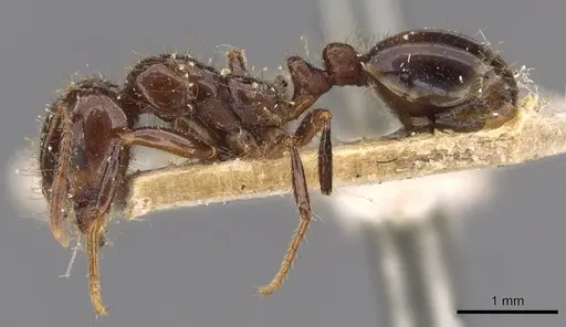 Solenopsis quinquecuspis specimen CASENT0908800 image casent0908800_3