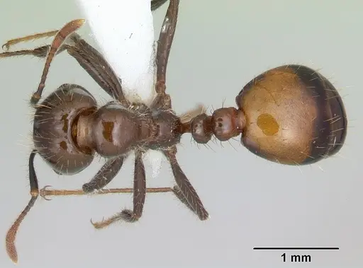 Solenopsis richteri specimen CASENT0103101 image casent0103101_1