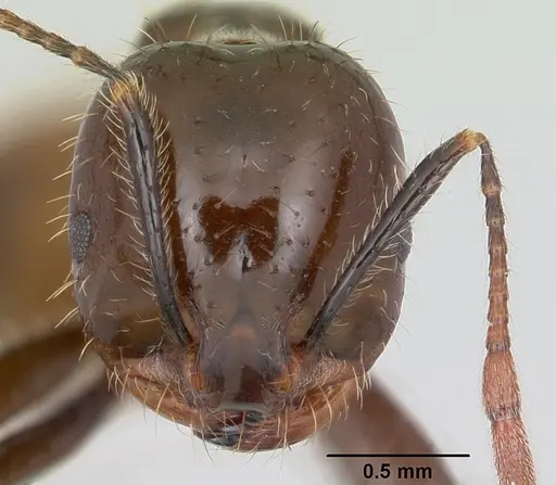 Solenopsis richteri specimen CASENT0103101 image casent0103101_2