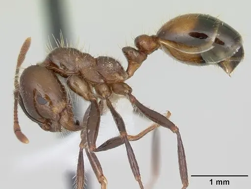 Solenopsis richteri specimen CASENT0103101 image casent0103101_3