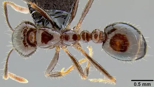 Solenopsis richteri specimen CASENT0171080 image casent0171080_1
