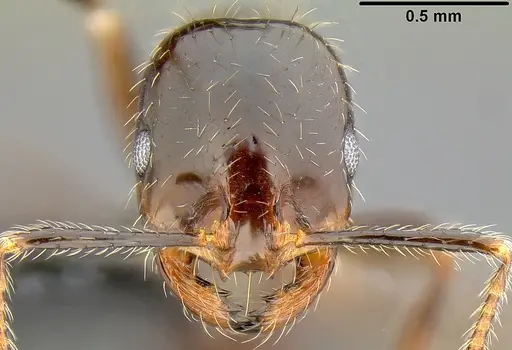 Solenopsis richteri specimen CASENT0171080 image casent0171080_2