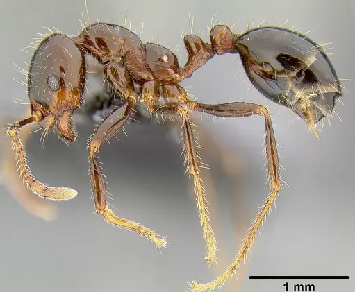 Solenopsis richteri specimen CASENT0171080 image casent0171080_3