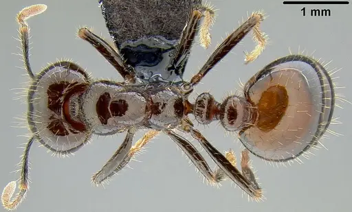 Solenopsis richteri specimen CASENT0171123 image casent0171123_1