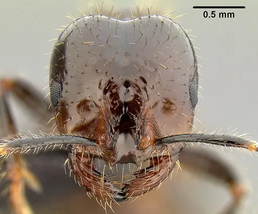 Solenopsis richteri specimen CASENT0171123 image casent0171123_2