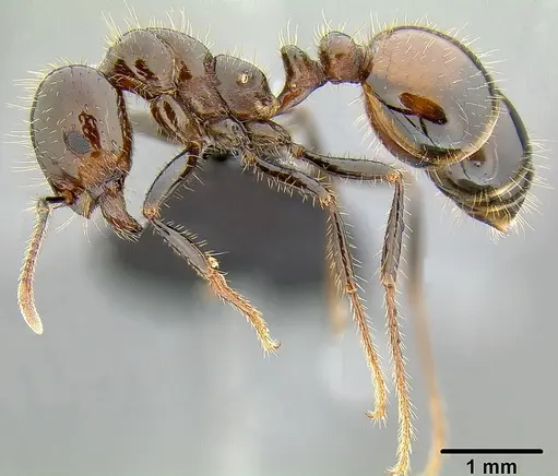 Solenopsis richteri specimen CASENT0171123 image casent0171123_3