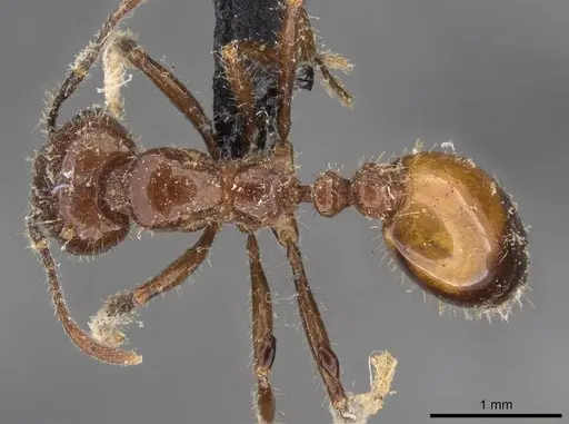 Solenopsis richteri specimen CASENT0908801 image casent0908801_1