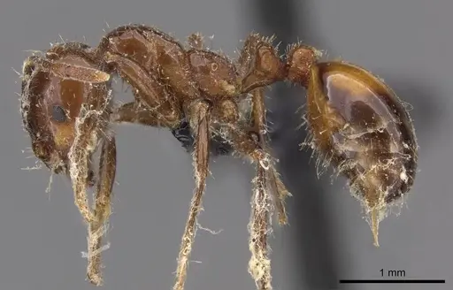 Solenopsis richteri specimen CASENT0908801 image casent0908801_3