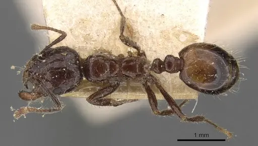 Solenopsis richteri specimen CASENT0908802 image casent0908802_1