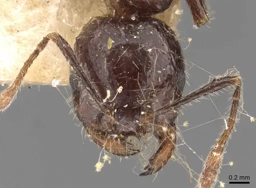 Solenopsis richteri specimen CASENT0908802 image casent0908802_2