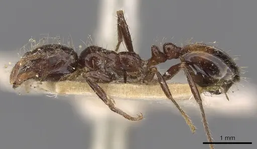 Solenopsis richteri specimen CASENT0908802 image casent0908802_3