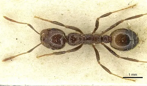 Solenopsis richteri specimen CASENT0913928 image casent0913928_1