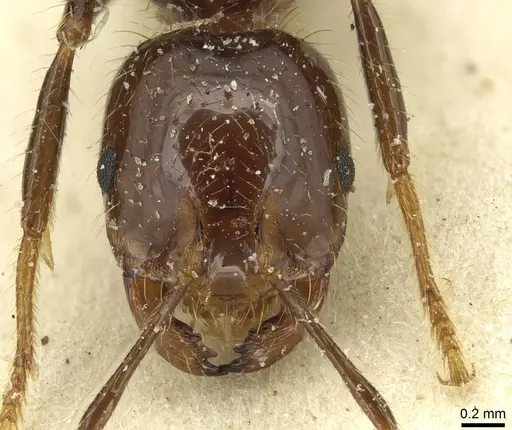 Solenopsis richteri specimen CASENT0913928 image casent0913928_2