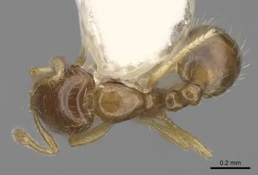 Solenopsis rosella specimen CASENT0923110 image casent0923110_1