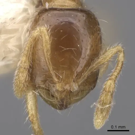 Solenopsis rosella specimen CASENT0923110 image casent0923110_2