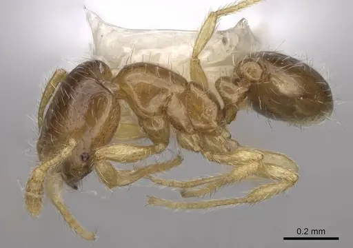 Solenopsis rosella specimen CASENT0923110 image casent0923110_3