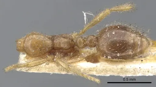 Solenopsis rugiceps specimen CASENT0902340 image casent0902340_1