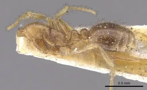 Solenopsis rugiceps specimen CASENT0902340 image casent0902340_2