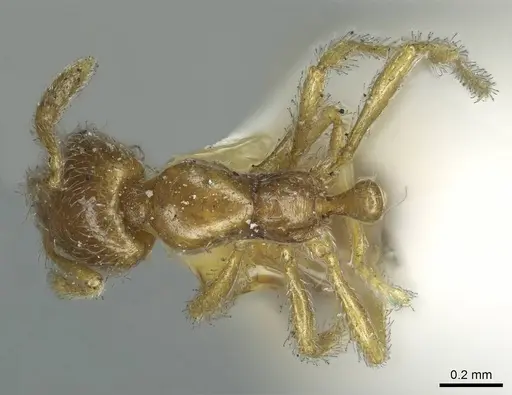 Solenopsis rugiceps specimen CASENT0916029 image casent0916029_1