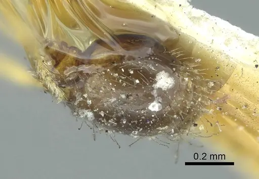 Solenopsis rugiceps specimen CASENT0916029 image casent0916029_2