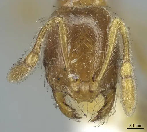 Solenopsis rugiceps specimen CASENT0916029 image casent0916029_3