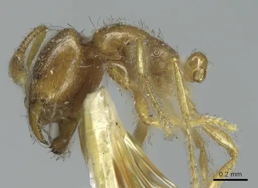 Solenopsis rugiceps specimen CASENT0916029 image casent0916029_4