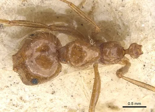 Solenopsis saevissima specimen CASENT0902353 image casent0902353_1