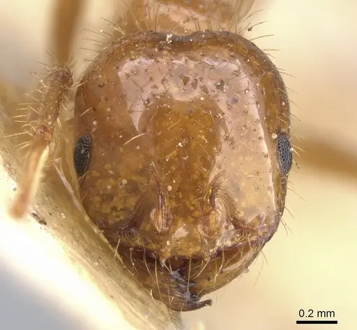 Solenopsis saevissima specimen CASENT0902353 image casent0902353_2