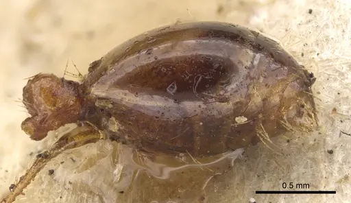 Solenopsis saevissima specimen CASENT0902353 image casent0902353_4