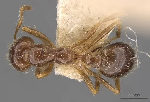 Solenopsis saevissima specimen CASENT0908797 image casent0908797_1