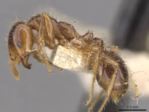 Solenopsis saevissima specimen CASENT0908797 image casent0908797_3