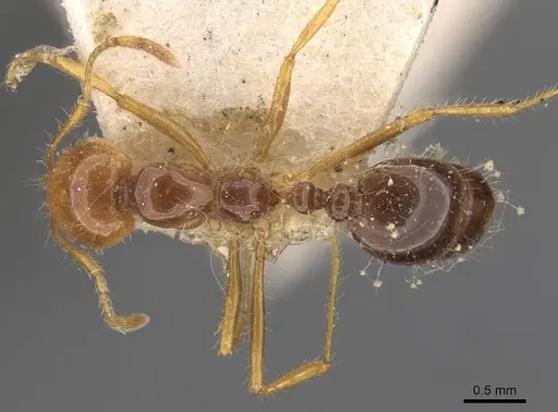 Solenopsis saevissima specimen CASENT0908798 image casent0908798_1