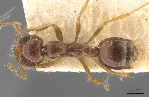 Solenopsis saevissima specimen CASENT0908799 image casent0908799_1