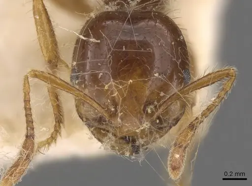 Solenopsis saevissima specimen CASENT0908799 image casent0908799_2