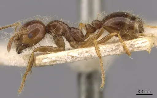 Solenopsis saevissima specimen CASENT0908799 image casent0908799_3