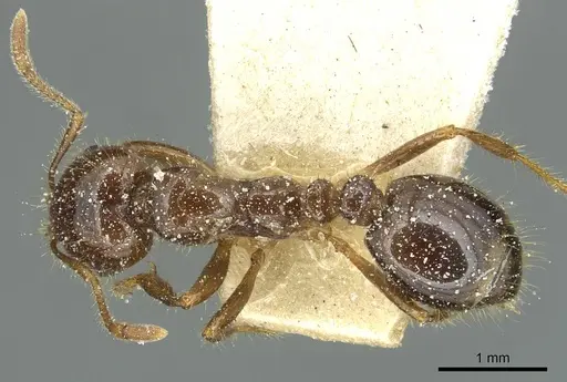 Solenopsis saevissima specimen CASENT0913929 image casent0913929_1